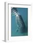 Bowhead Whale (Balaena Mysticetus) Rubbing Off Flaking Skin On The Ocean Bottom-Todd Mintz-Framed Photographic Print