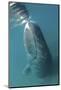Bowhead Whale (Balaena Mysticetus) Rubbing Off Flaking Skin On The Ocean Bottom-Todd Mintz-Mounted Photographic Print