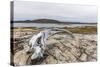 Bowhead Whale Skull (Balaena Mysticetus) at the Abandoned Kekerten Island Whaling Station-Michael Nolan-Stretched Canvas