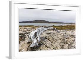 Bowhead Whale Skull (Balaena Mysticetus) at the Abandoned Kekerten Island Whaling Station-Michael Nolan-Framed Photographic Print