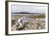 Bowhead Whale Skull (Balaena Mysticetus) at the Abandoned Kekerten Island Whaling Station-Michael Nolan-Framed Photographic Print