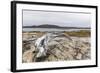 Bowhead Whale Skull (Balaena Mysticetus) at the Abandoned Kekerten Island Whaling Station-Michael Nolan-Framed Photographic Print