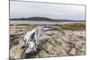 Bowhead Whale Skull (Balaena Mysticetus) at the Abandoned Kekerten Island Whaling Station-Michael Nolan-Mounted Photographic Print