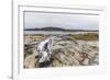 Bowhead Whale Skull (Balaena Mysticetus) at the Abandoned Kekerten Island Whaling Station-Michael Nolan-Framed Photographic Print