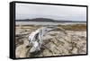 Bowhead Whale Skull (Balaena Mysticetus) at the Abandoned Kekerten Island Whaling Station-Michael Nolan-Framed Stretched Canvas