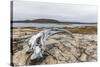 Bowhead Whale Skull (Balaena Mysticetus) at the Abandoned Kekerten Island Whaling Station-Michael Nolan-Stretched Canvas
