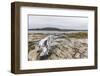 Bowhead Whale Skull (Balaena Mysticetus) at the Abandoned Kekerten Island Whaling Station-Michael Nolan-Framed Photographic Print