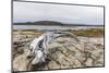 Bowhead Whale Skull (Balaena Mysticetus) at the Abandoned Kekerten Island Whaling Station-Michael Nolan-Mounted Photographic Print