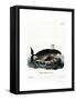 Bowhead Whale-null-Framed Stretched Canvas