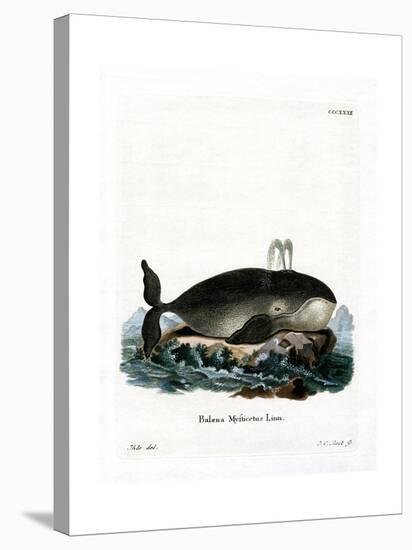 Bowhead Whale-null-Stretched Canvas