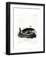 Bowhead Whale-null-Framed Giclee Print