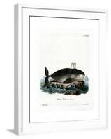 Bowhead Whale-null-Framed Giclee Print