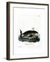 Bowhead Whale-null-Framed Giclee Print