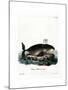 Bowhead Whale-null-Mounted Giclee Print