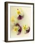 Bowl Filled with Frozen Water and Little Violets-Anyka-Framed Photographic Print