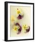 Bowl Filled with Frozen Water and Little Violets-Anyka-Framed Photographic Print