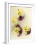 Bowl Filled with Frozen Water and Little Violets-Anyka-Framed Photographic Print