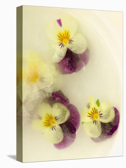 Bowl Filled with Frozen Water and Little Violets-Anyka-Stretched Canvas