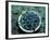 Bowl of Blueberries-ATU Studios-Framed Photographic Print