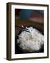 Bowl of Rice, China, Asia-Angelo Cavalli-Framed Photographic Print
