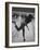 Bowler Phyllis Mercer Gracefully Flinging Ball Down Lane-Stan Wayman-Framed Photographic Print