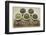 Bowls of Seaweed Diet Supplements (Bladderwrack, Sea Lettuce, Kelp Powder, Wakame and Irish Moss)-PixelsAway-Framed Premium Photographic Print