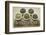 Bowls of Seaweed Diet Supplements (Bladderwrack, Sea Lettuce, Kelp Powder, Wakame and Irish Moss)-PixelsAway-Framed Photographic Print