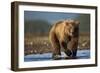 Bown Bear, Katmai National Park, Alaska-Paul Souders-Framed Photographic Print