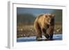 Bown Bear, Katmai National Park, Alaska-Paul Souders-Framed Photographic Print