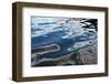 Bowron Lake Provincial Park Is a Chain of Lakes That Offers a Wilderness Canoe Circuit-Richard Wright-Framed Photographic Print