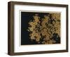 Box Decorated with Chrysanthemums-Uematsu Hobi-Framed Giclee Print