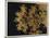 Box Decorated with Chrysanthemums-Uematsu Hobi-Mounted Giclee Print