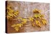 Box Elder (Boxelder Maple) (Maple Ash) (Acer Negundo) Branch with Yellow Leaves in the Fall-James Hager-Stretched Canvas