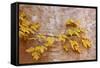 Box Elder (Boxelder Maple) (Maple Ash) (Acer Negundo) Branch with Yellow Leaves in the Fall-James Hager-Framed Stretched Canvas