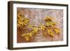 Box Elder (Boxelder Maple) (Maple Ash) (Acer Negundo) Branch with Yellow Leaves in the Fall-James Hager-Framed Photographic Print