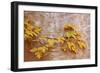 Box Elder (Boxelder Maple) (Maple Ash) (Acer Negundo) Branch with Yellow Leaves in the Fall-James Hager-Framed Photographic Print