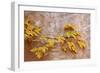 Box Elder (Boxelder Maple) (Maple Ash) (Acer Negundo) Branch with Yellow Leaves in the Fall-James Hager-Framed Photographic Print