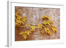 Box Elder (Boxelder Maple) (Maple Ash) (Acer Negundo) Branch with Yellow Leaves in the Fall-James Hager-Framed Photographic Print