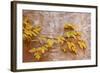 Box Elder (Boxelder Maple) (Maple Ash) (Acer Negundo) Branch with Yellow Leaves in the Fall-James Hager-Framed Photographic Print