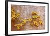 Box Elder (Boxelder Maple) (Maple Ash) (Acer Negundo) Branch with Yellow Leaves in the Fall-James Hager-Framed Photographic Print