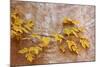 Box Elder (Boxelder Maple) (Maple Ash) (Acer Negundo) Branch with Yellow Leaves in the Fall-James Hager-Mounted Photographic Print