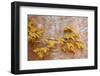 Box Elder (Boxelder Maple) (Maple Ash) (Acer Negundo) Branch with Yellow Leaves in the Fall-James Hager-Framed Photographic Print