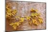 Box Elder (Boxelder Maple) (Maple Ash) (Acer Negundo) Branch with Yellow Leaves in the Fall-James Hager-Mounted Photographic Print