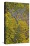 Box Elder (Boxelder Maple) (Maple Ash) (Acer Negundo) with Yellow Leaves in the Fall-James Hager-Stretched Canvas