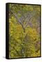 Box Elder (Boxelder Maple) (Maple Ash) (Acer Negundo) with Yellow Leaves in the Fall-James Hager-Framed Stretched Canvas