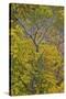 Box Elder (Boxelder Maple) (Maple Ash) (Acer Negundo) with Yellow Leaves in the Fall-James Hager-Stretched Canvas