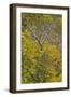 Box Elder (Boxelder Maple) (Maple Ash) (Acer Negundo) with Yellow Leaves in the Fall-James Hager-Framed Photographic Print