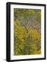 Box Elder (Boxelder Maple) (Maple Ash) (Acer Negundo) with Yellow Leaves in the Fall-James Hager-Framed Photographic Print