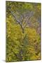 Box Elder (Boxelder Maple) (Maple Ash) (Acer Negundo) with Yellow Leaves in the Fall-James Hager-Mounted Photographic Print