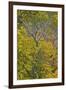 Box Elder (Boxelder Maple) (Maple Ash) (Acer Negundo) with Yellow Leaves in the Fall-James Hager-Framed Photographic Print